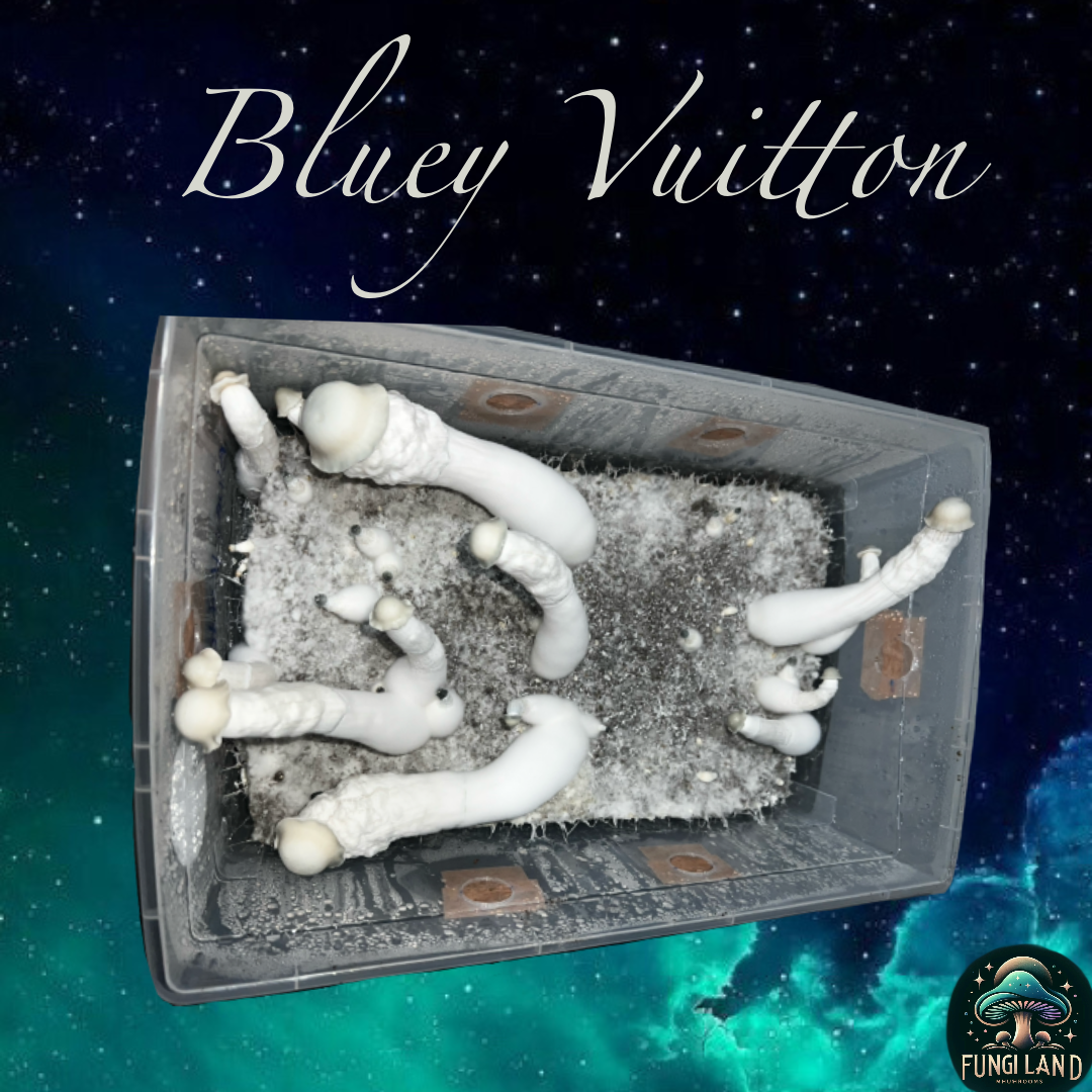 Bluey Vuitton: La Cepa Elegida por la Naturaleza