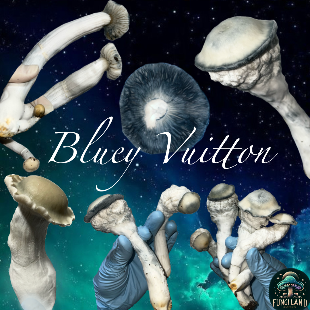 Bluey Vuitton: La Cepa Elegida por la Naturaleza