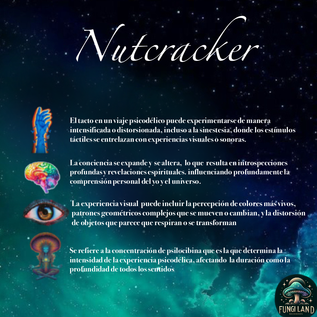 Nutcracker es la estrella en el universo de los psilocíbicos