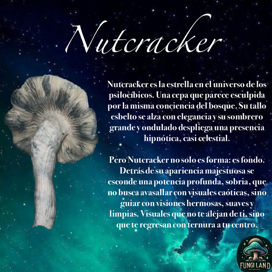 Nutcracker es la estrella en el universo de los psilocíbicos